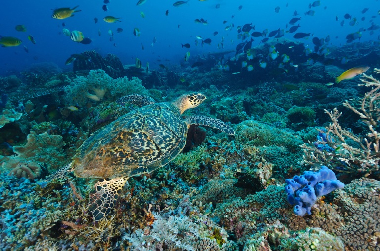 Hawksbill turtle swimming over a coral reef, Sangalaki, Kalimantan, Indonesia.